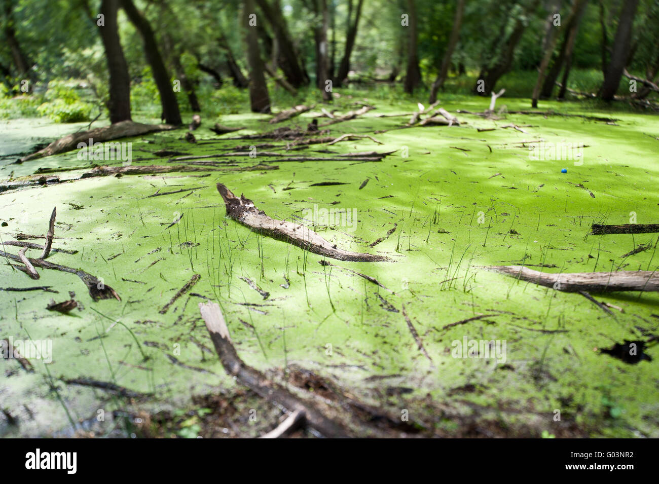 Altrip Fotos und Bildmaterial in hoher Auflösung Alamy