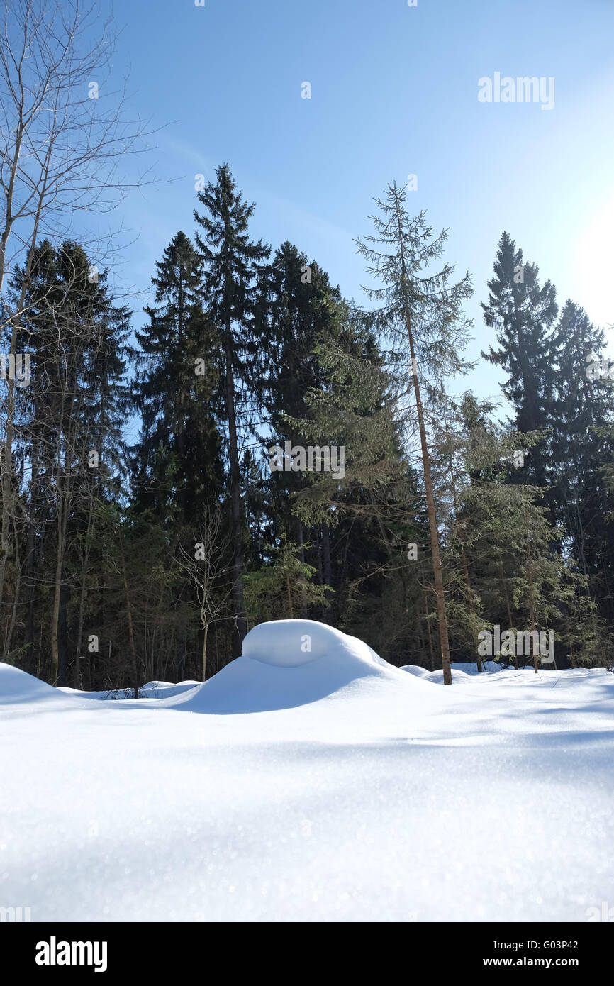 Verschneiten Winterwald Stockfoto