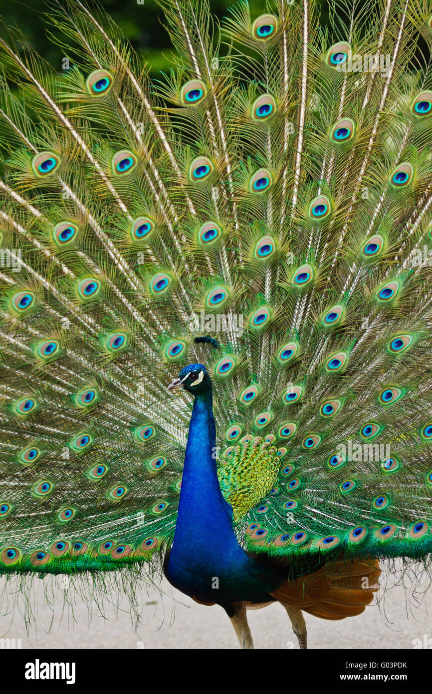 Indischen Pfauen oder blaue Pfauen (Pavo Cristatus) Stockfoto