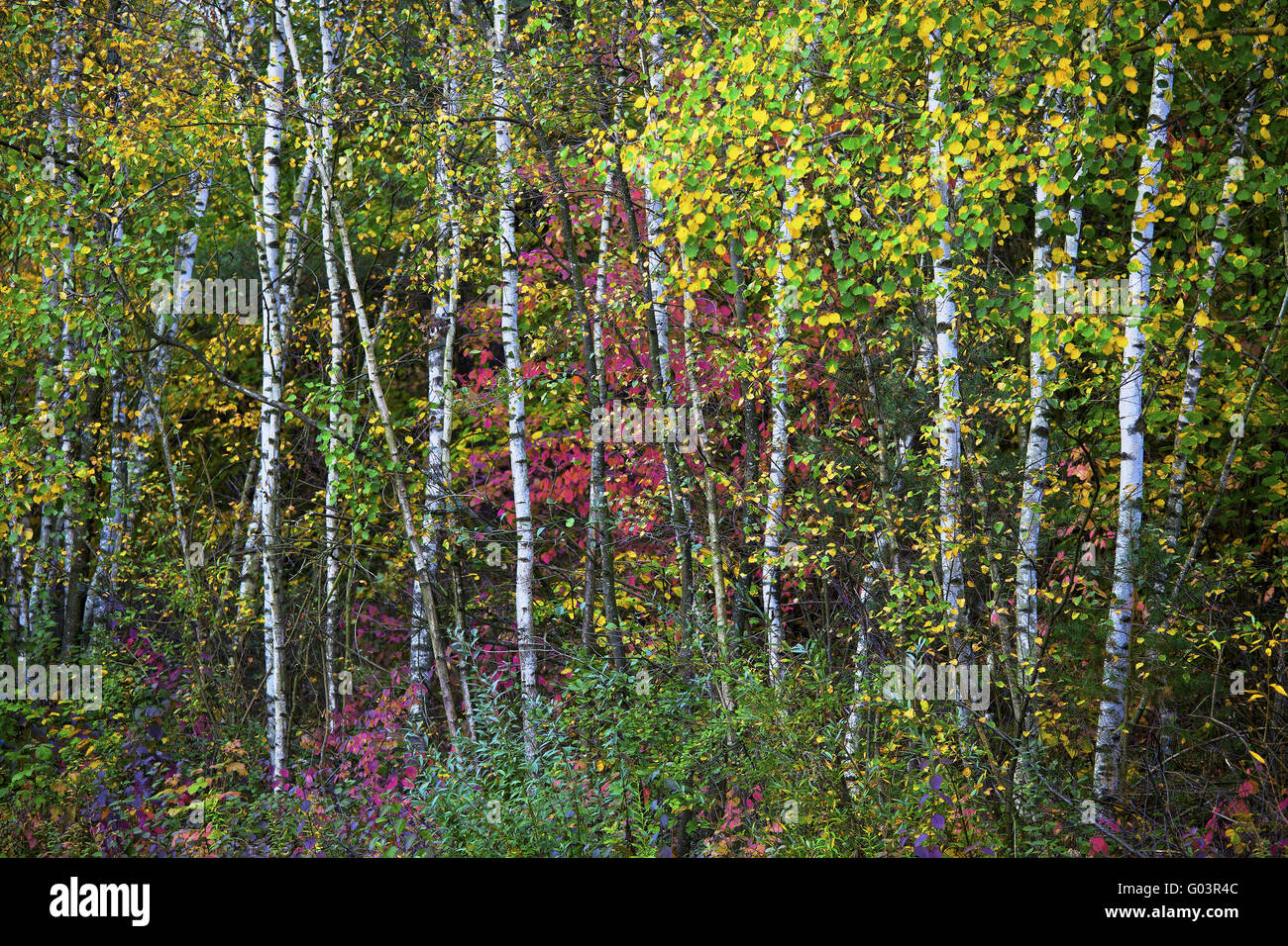 Birkenwald im Herbst in der Nähe von Rehlingen, Saarland Stockfoto