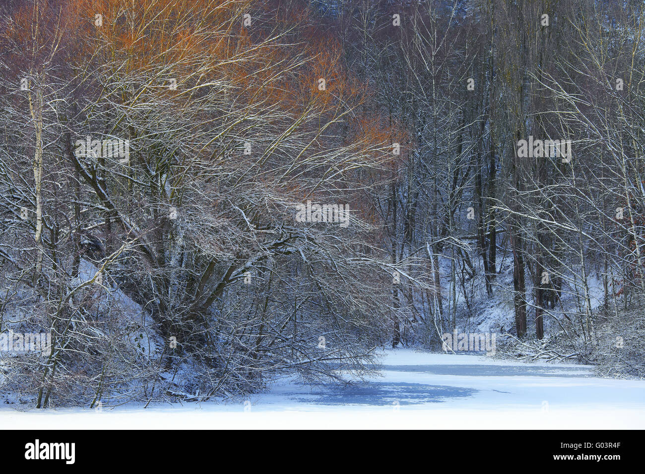 Bäume auf zugefrorenen Teich in der Nähe von Rehlingen, Saarland Stockfoto