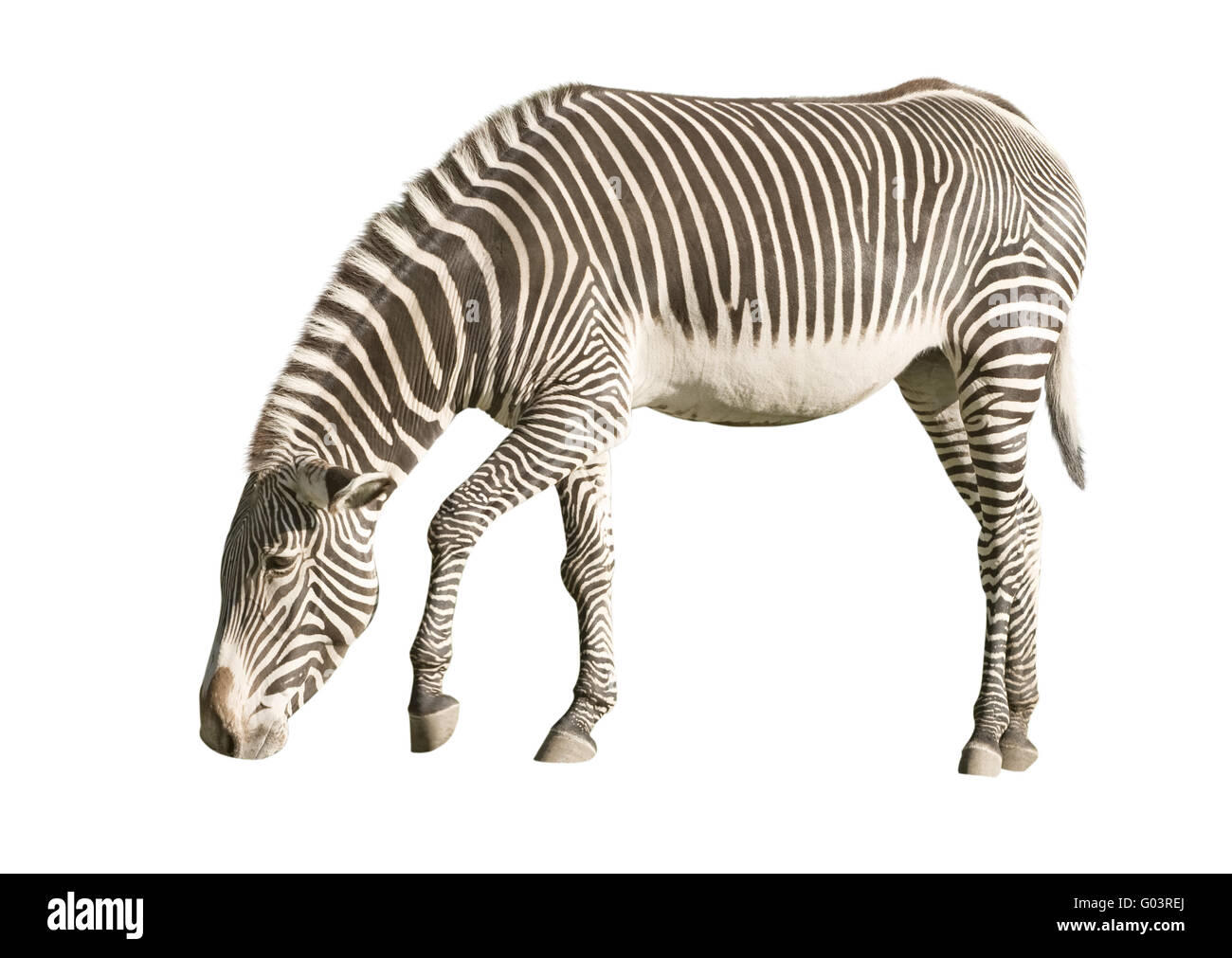 Eine isolierte Foto eines Zebras auf weißem Hintergrund Stockfoto