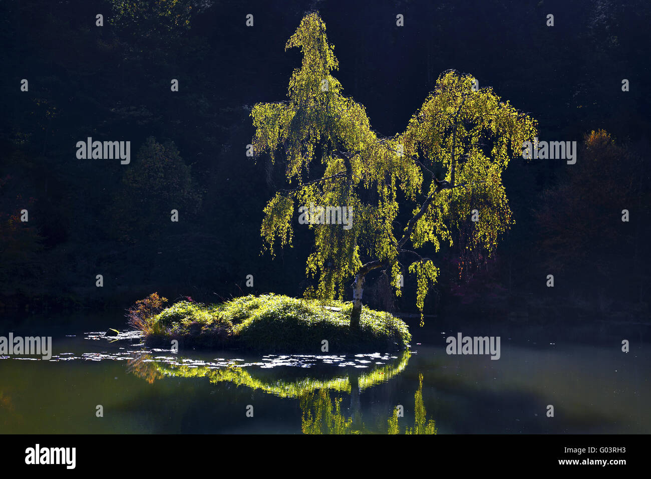 Baum auf einer kleinen Insel, Vogesen, Lothringen, Frankreich Stockfoto