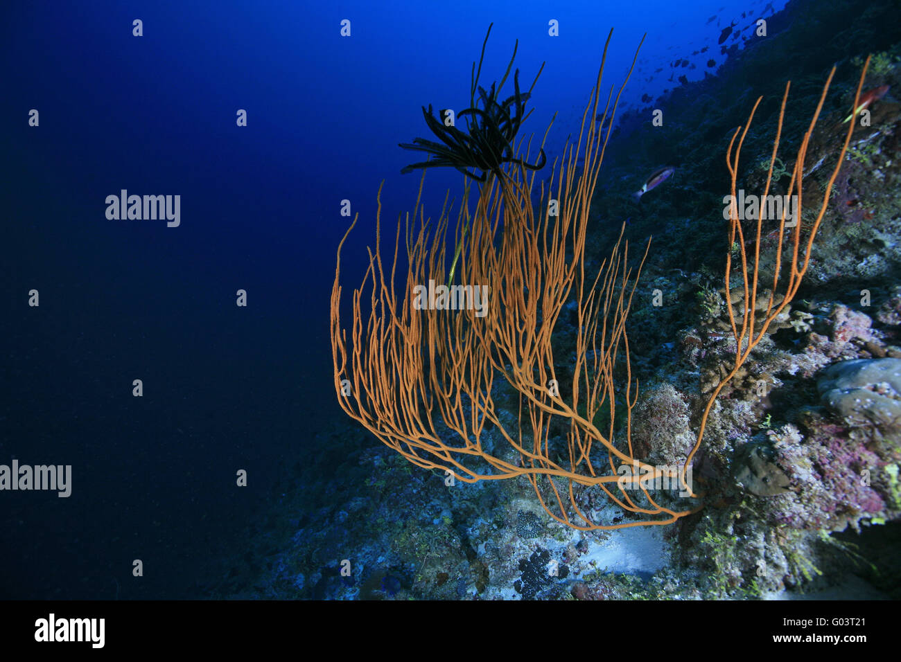 Aussenriff der Malediven, Outer Reef der Malediven Stockfoto