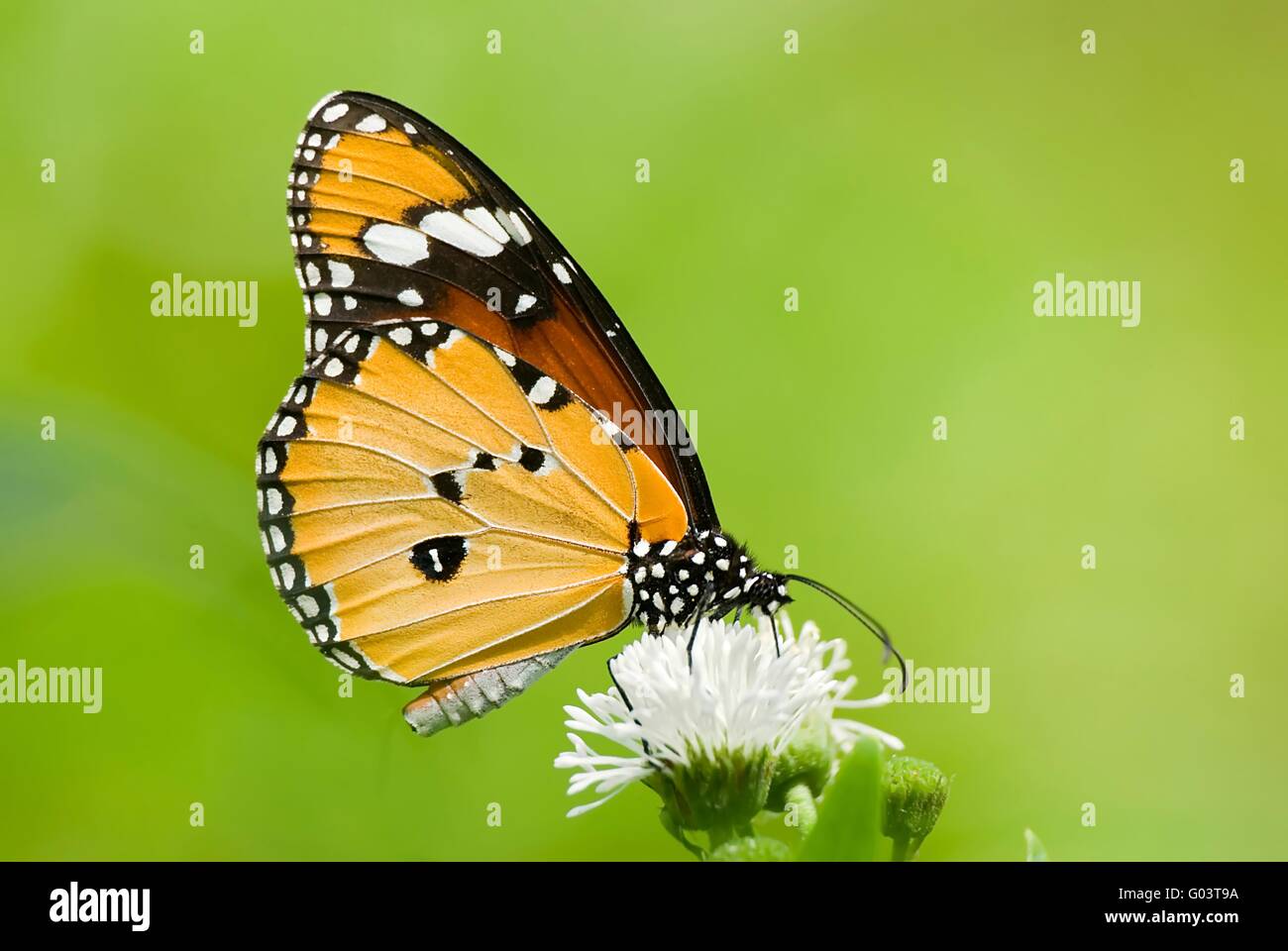 Milkweed Butterfly (Anosia wachen, Danaidae) Fütterung auf Fluss Stockfoto