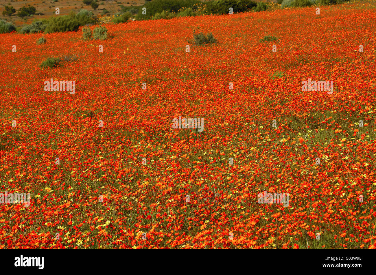 Masse-Feder-Blume-Anzeige von Namaqualand Gänseblümchen Stockfoto