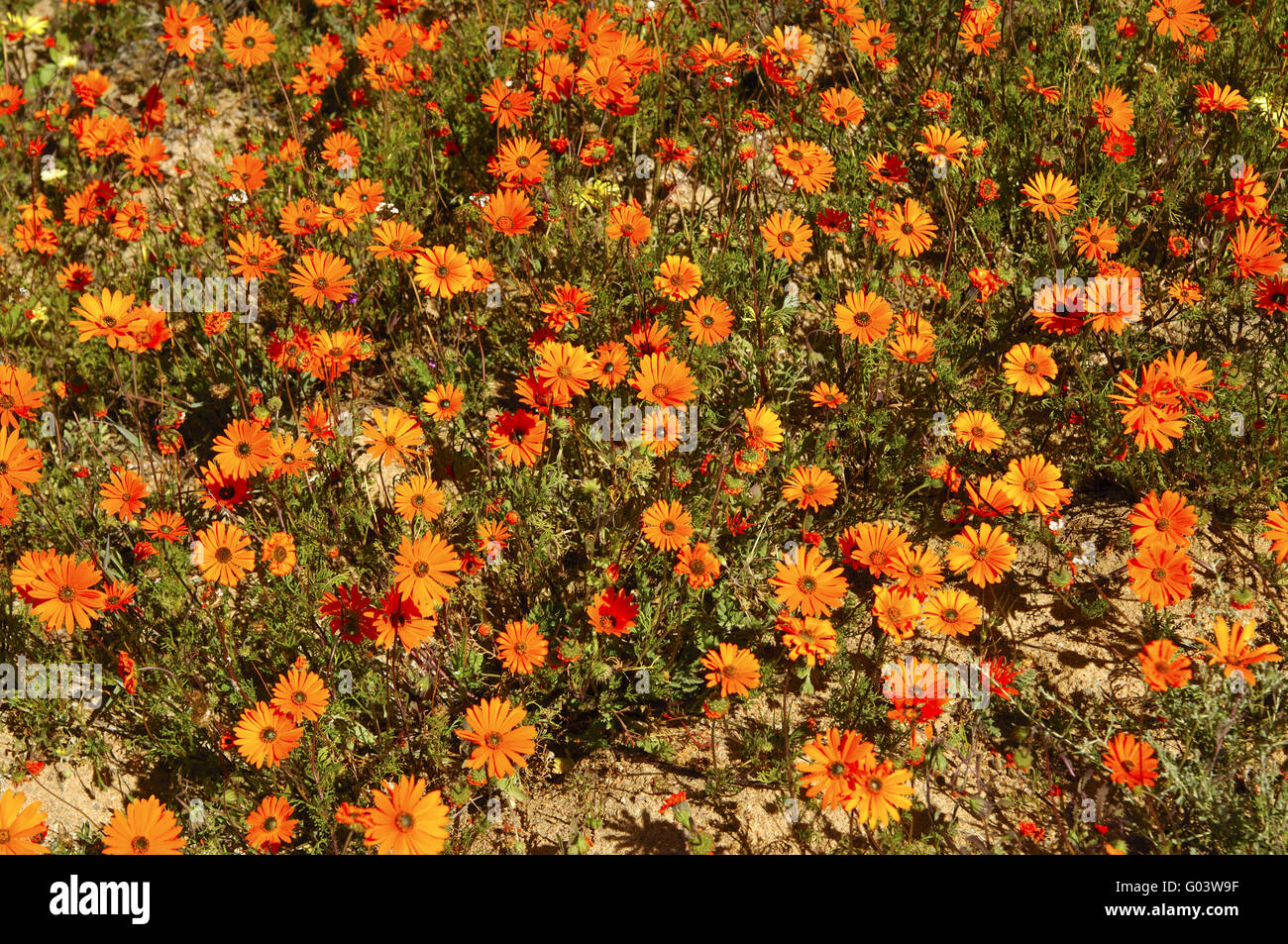 Ursinia Cakilefolia und andere Namaqualand Gänseblümchen Stockfoto