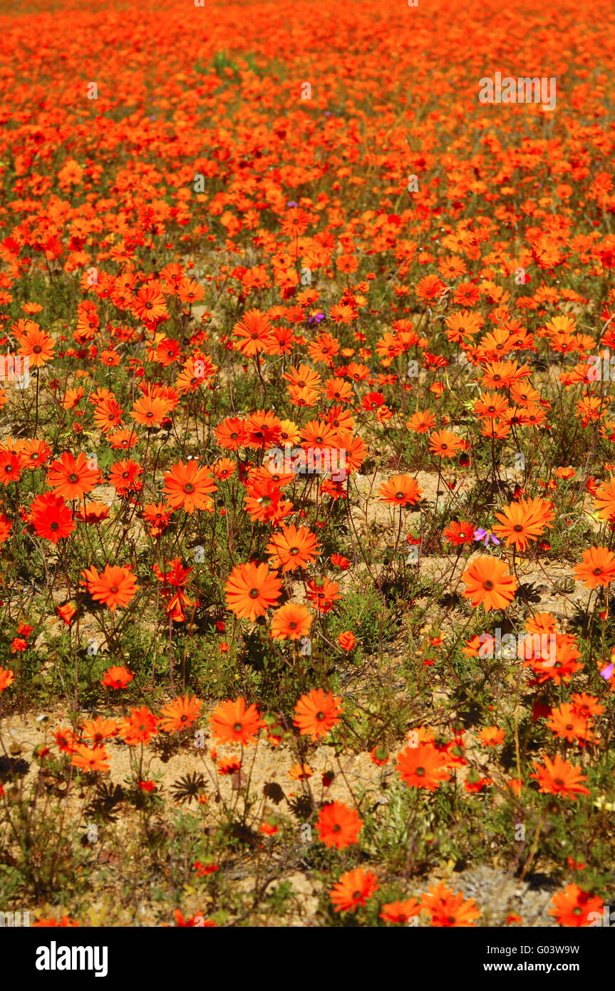 Ursinia Cakilefolia und andere Namaqualand Gänseblümchen Stockfoto