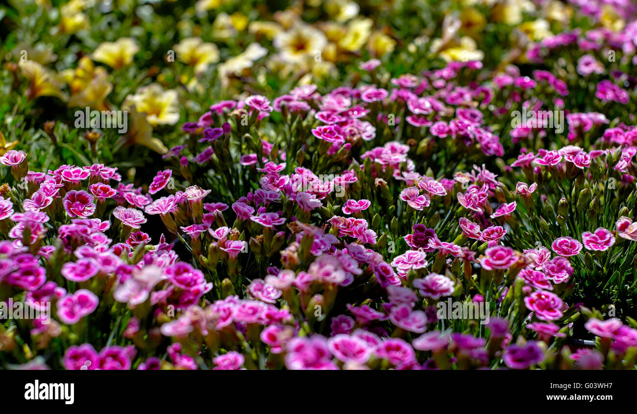 Rosa Dianthus Blumen in einem Garten mit geringen Schärfentiefe Stockfoto