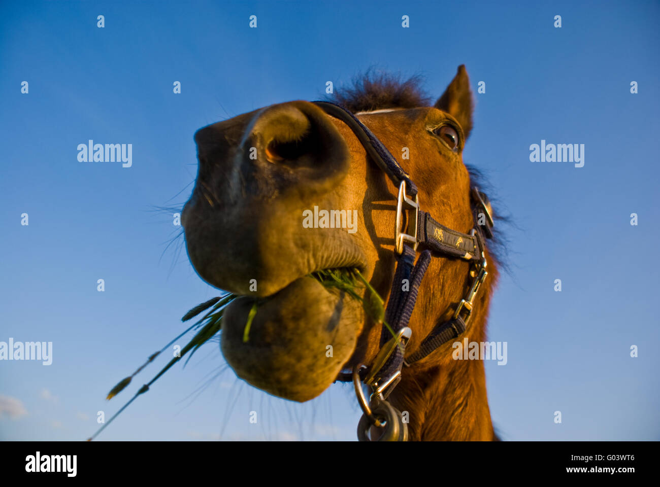 Ein Pony frisst grass Stockfoto