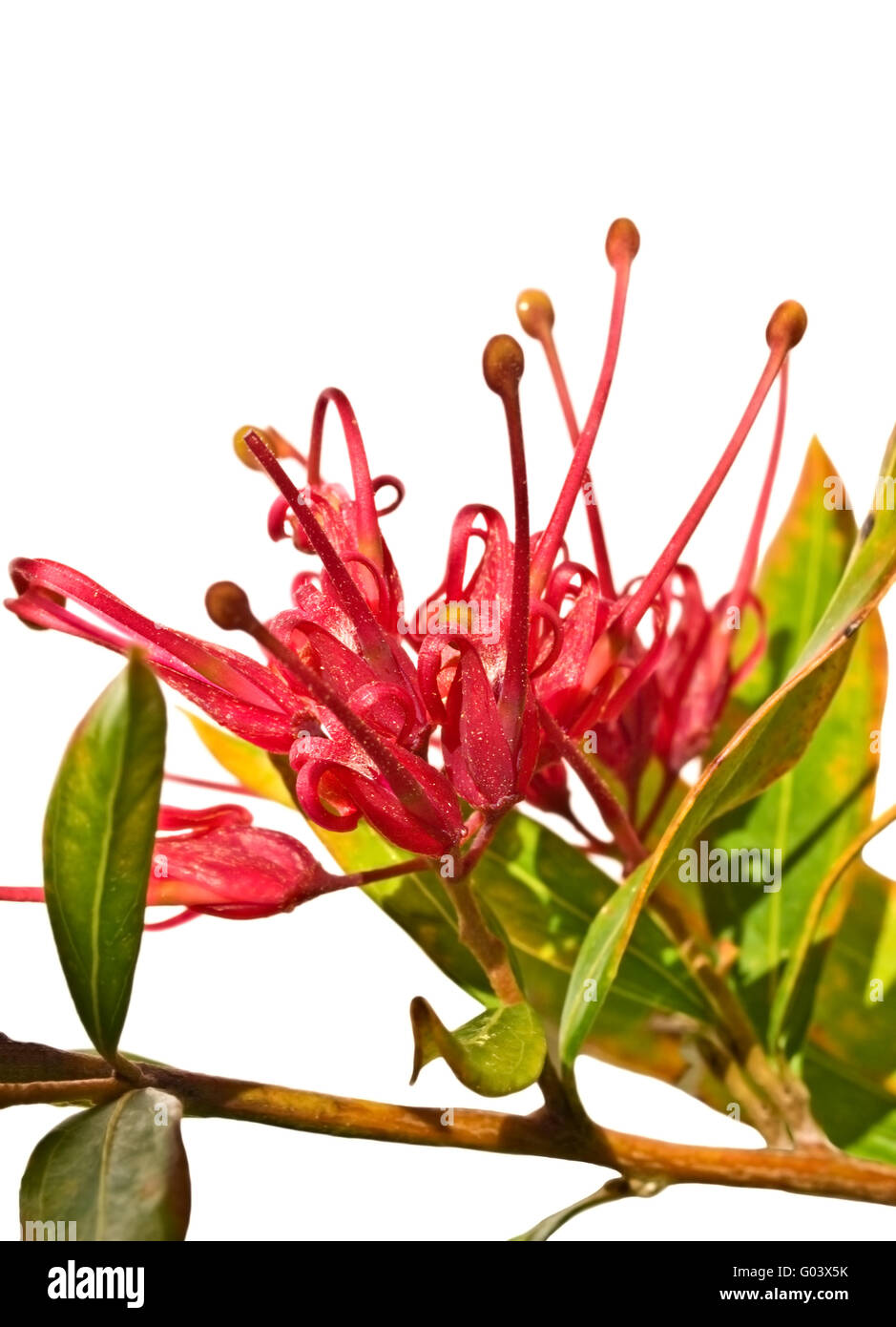 Grevillea Pracht australische Blume mit Laub isoliert Stockfoto