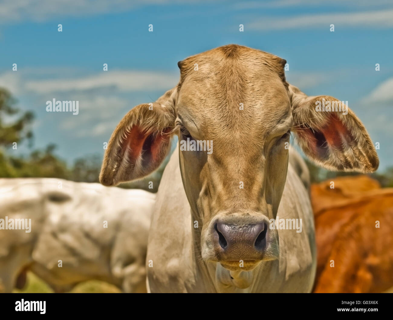 Australische Rinder Charolais für Fleisch gezüchtet Stockfoto