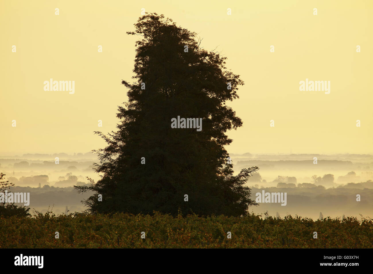 einzigen Baum über den Morgennebel, Elsass, Frankreich Stockfoto