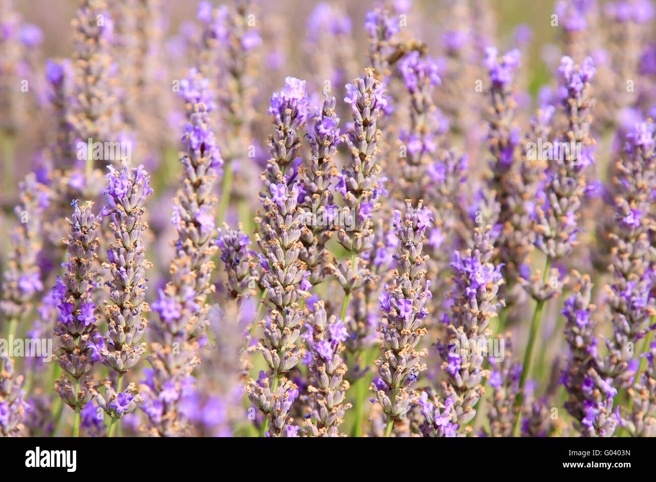 Lavendel-Nahaufnahme Stockfoto