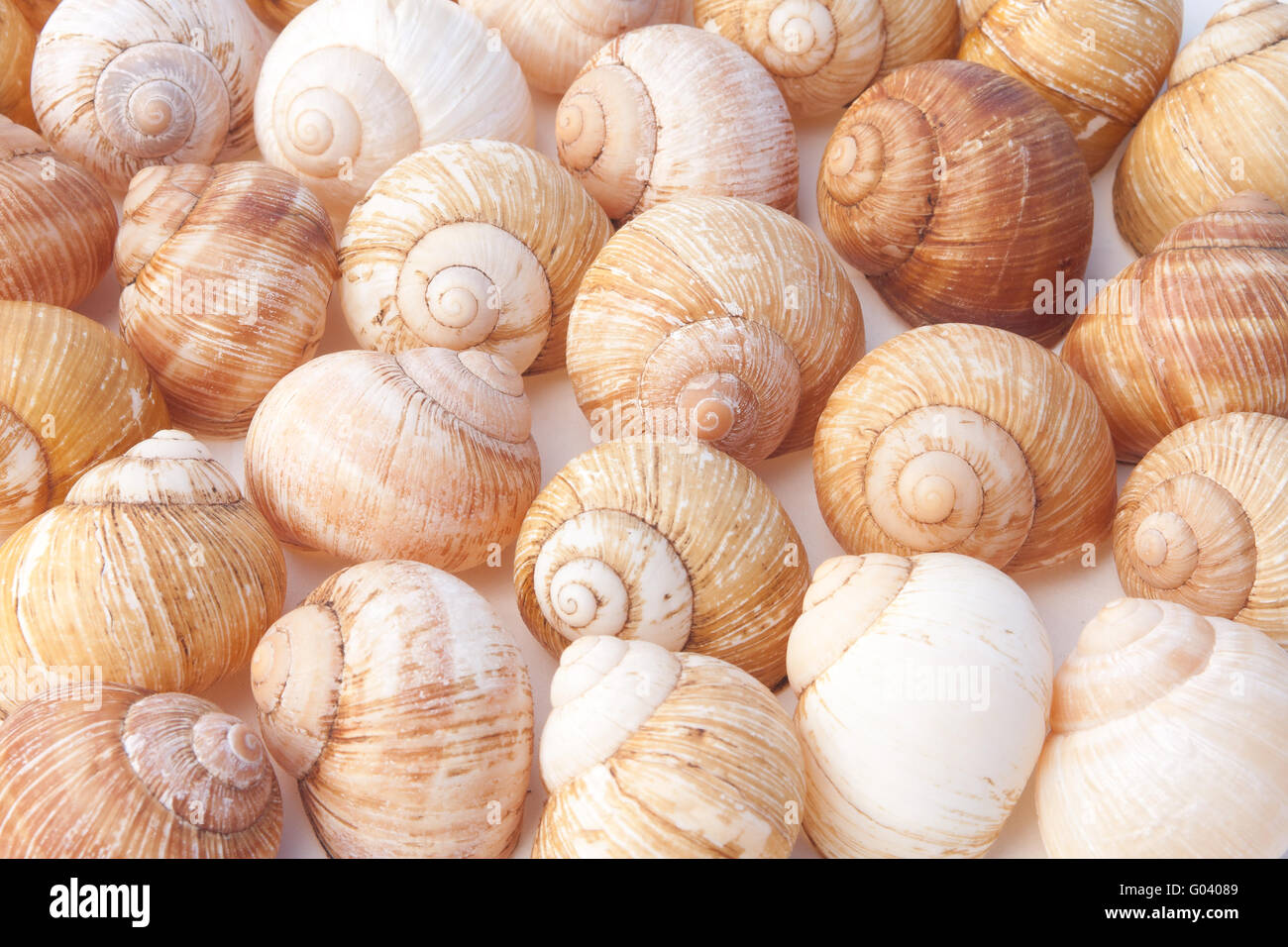 großen Garten Schnecken Stockfoto