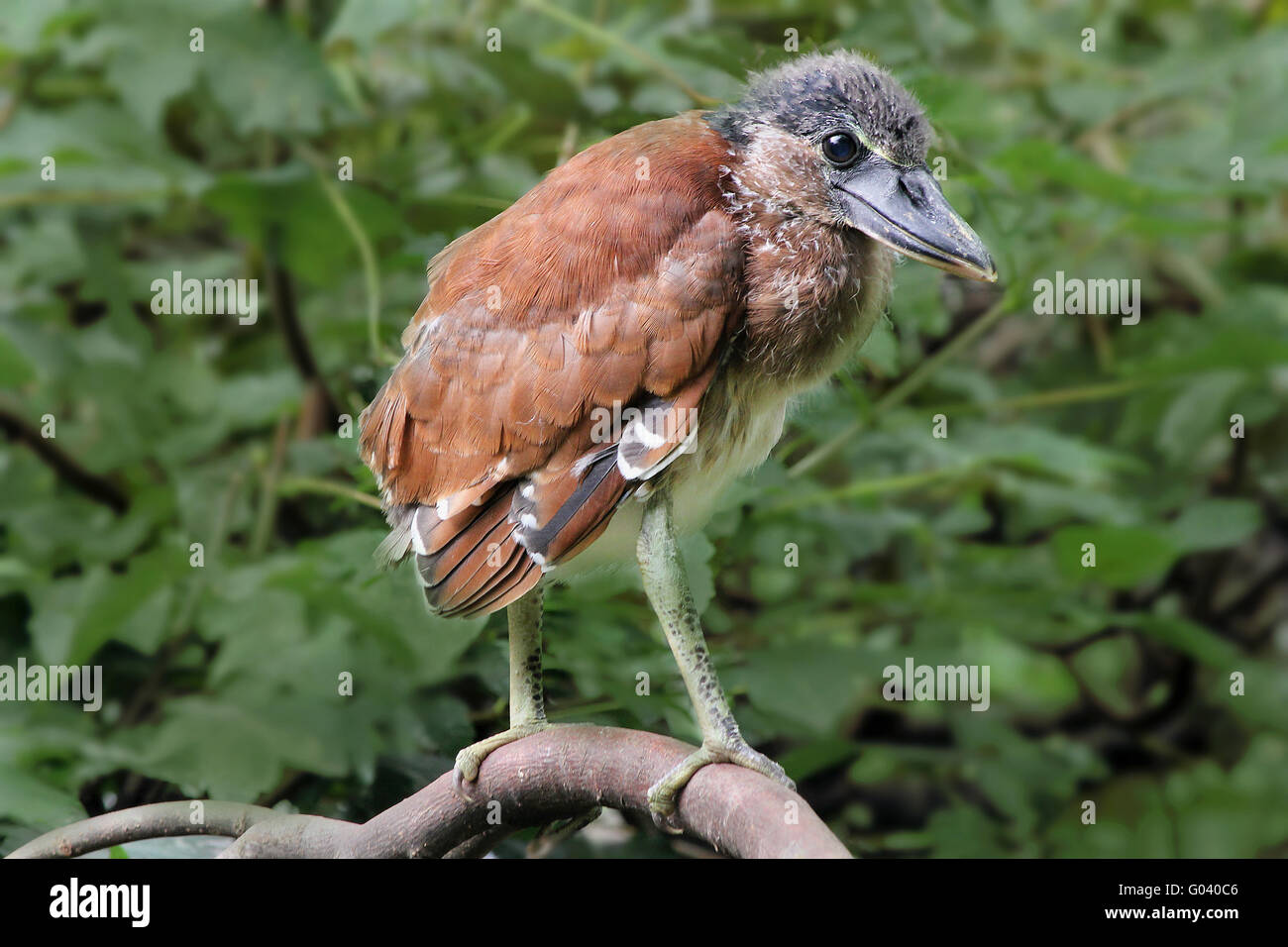 Boot-billed Heron Stockfoto