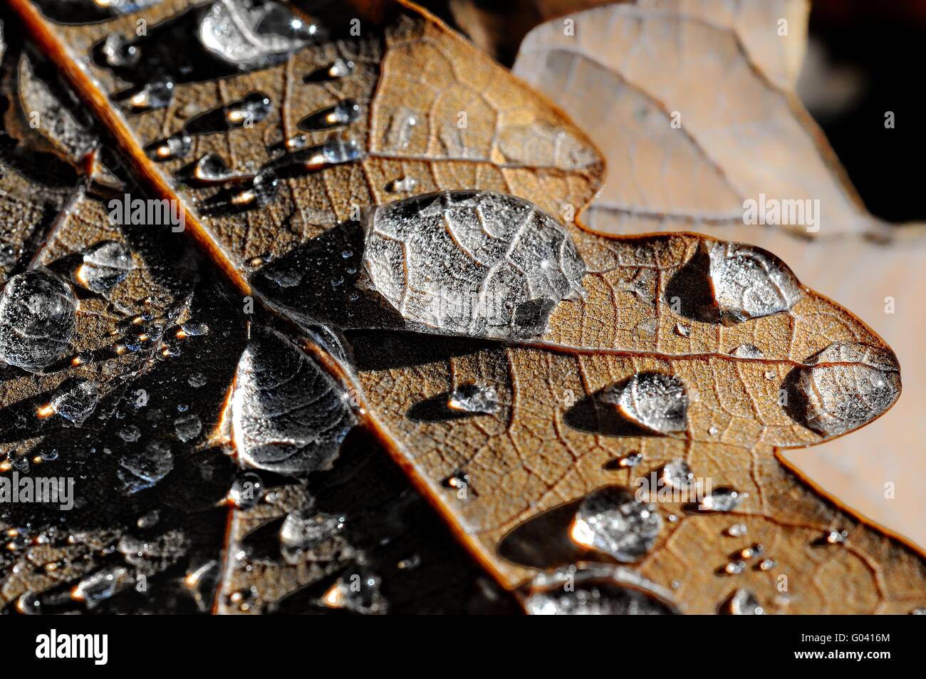 In das grelle Licht des Blattes mit Wasser Tropfen Stockfoto