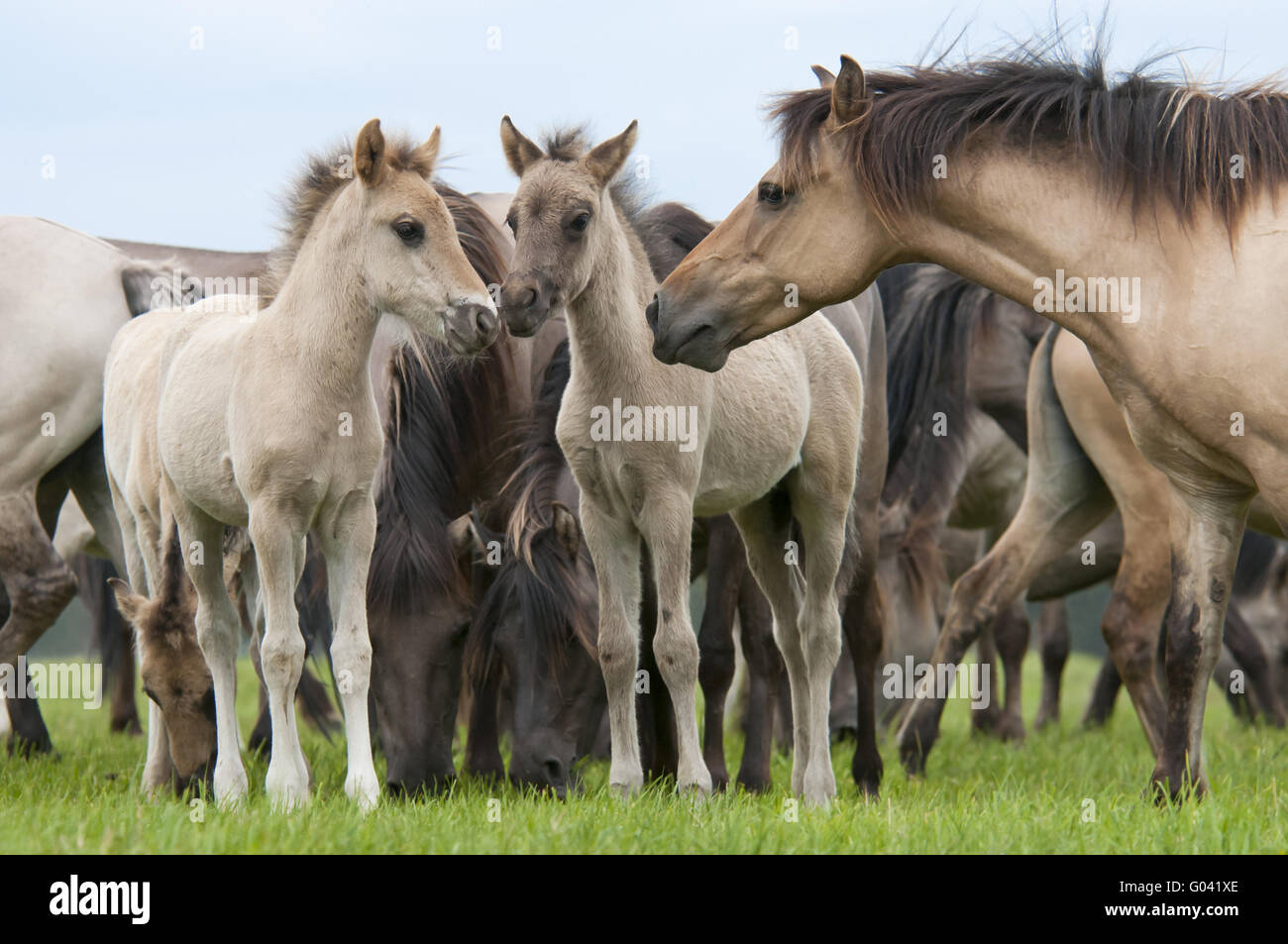 Wilde Herde von Dülmen Ponys mit Fohlen, Deutschland Stockfoto