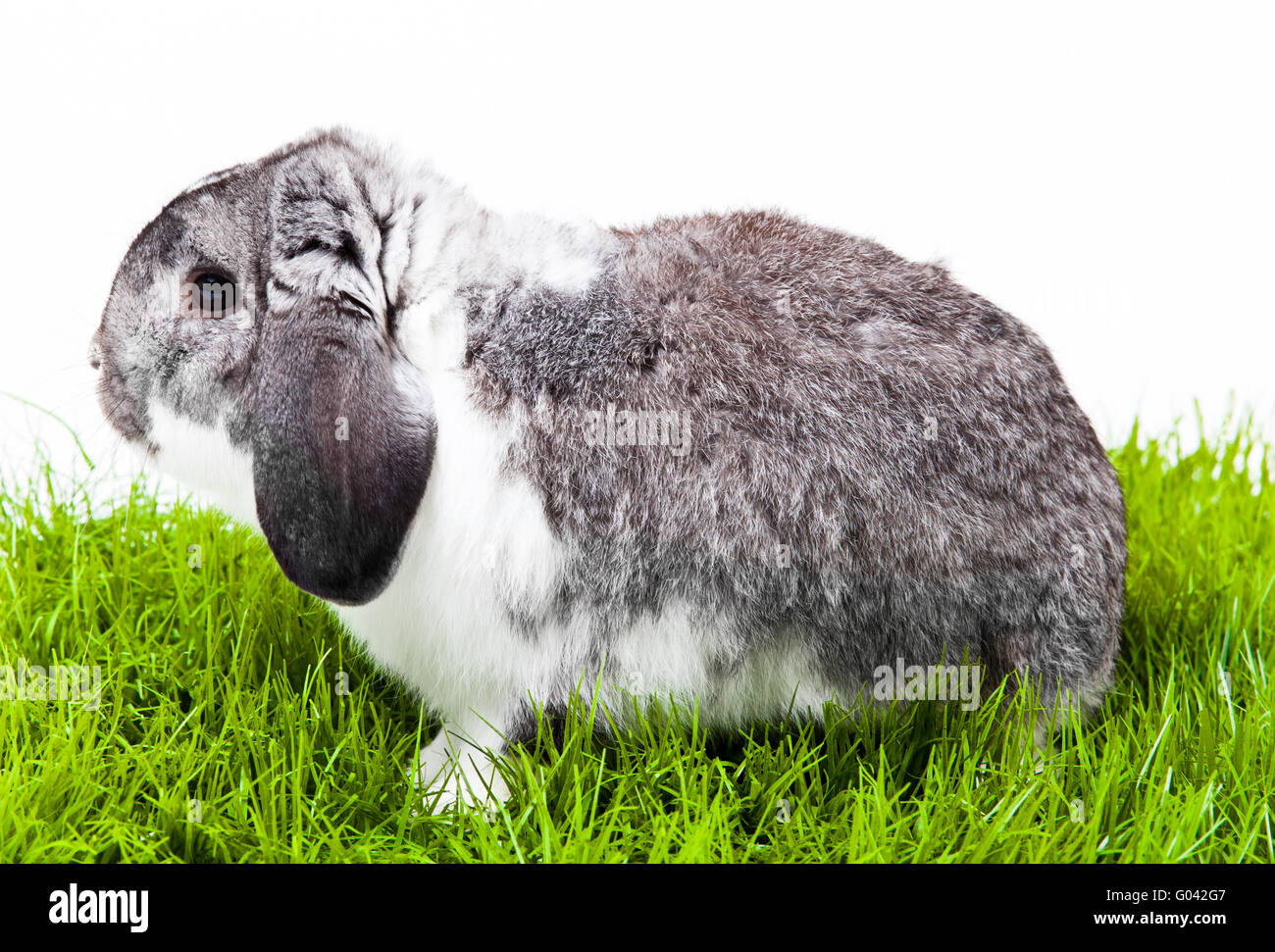 Süßen Kaninchen isoliert auf einem weißen Hintergrund. Stockfoto