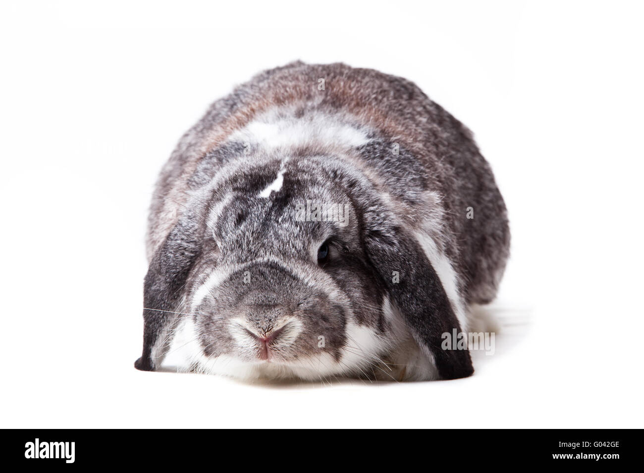 Süßen Kaninchen isoliert auf einem weißen Hintergrund. Stockfoto