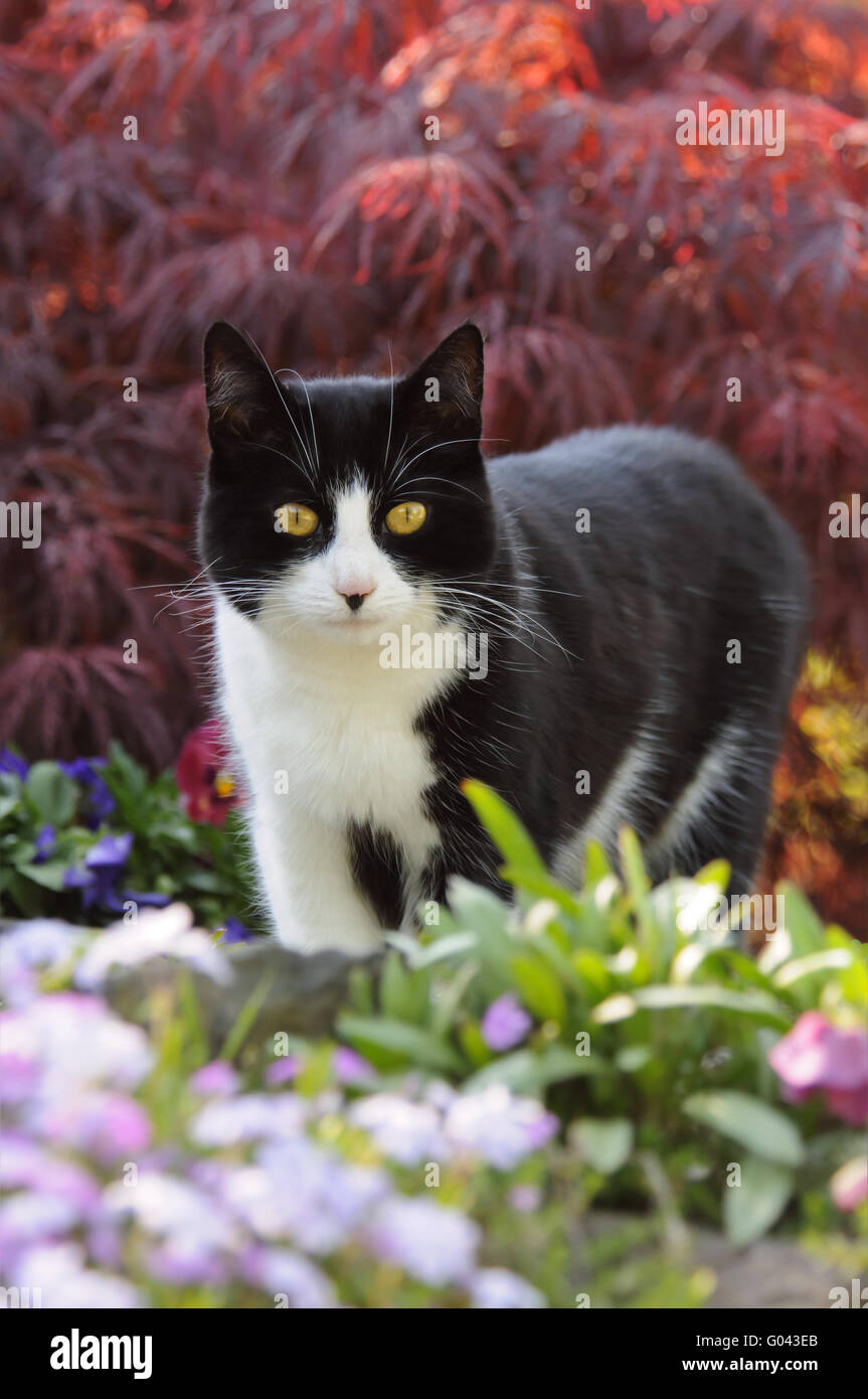 Bicolor Katze, schwarz weiß, in einem blühenden Garten Stockfotografie -  Alamy