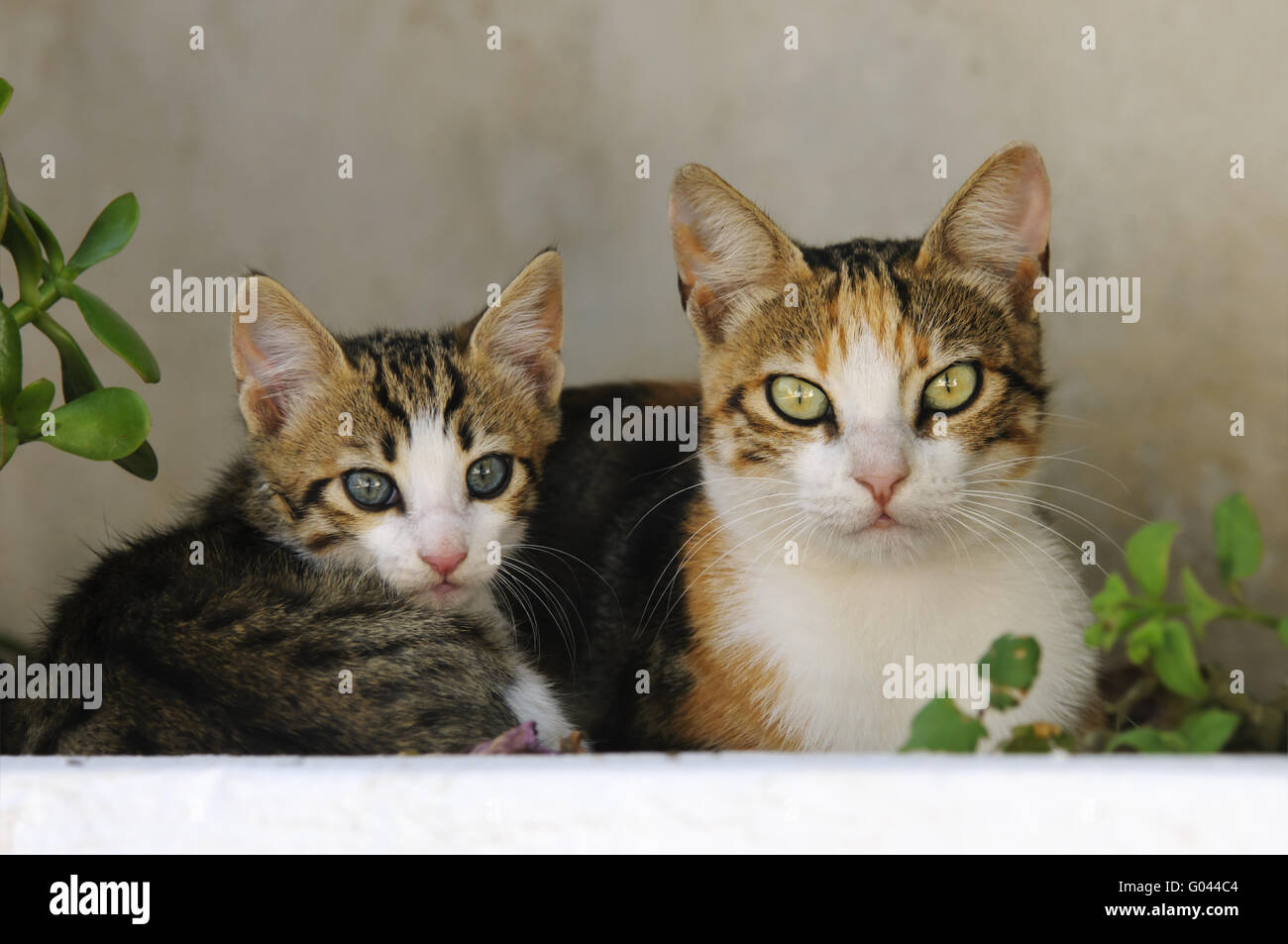 Kätzchen und Mutter Katze nebeneinander, Kykladen, Griechenland Stockfoto