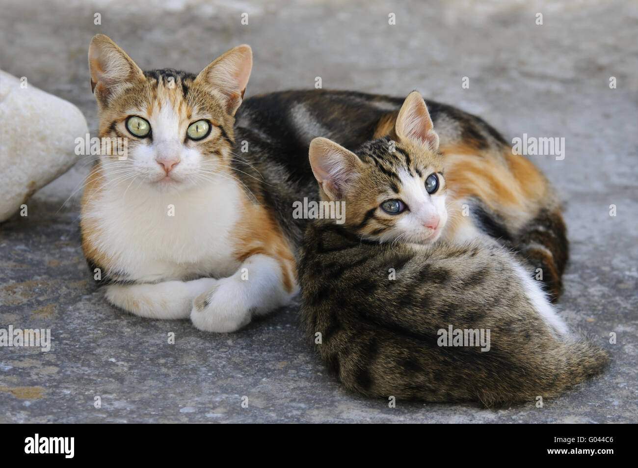 Kätzchen und Mutter Katze nebeneinander, Kykladen, Griechenland Stockfoto