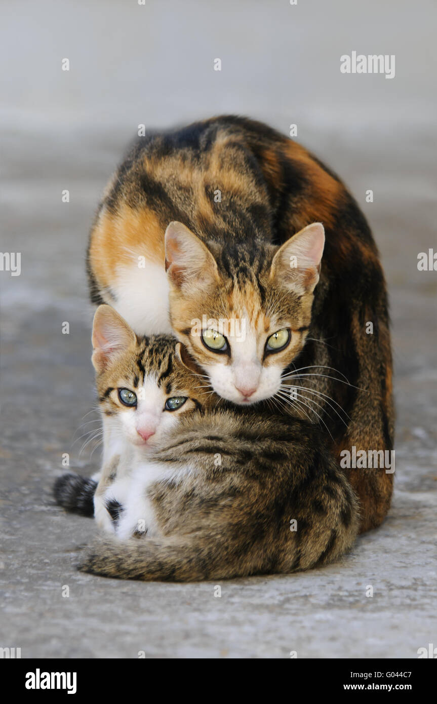 Kätzchen und Mutter Katze nebeneinander, Kykladen, Griechenland Stockfoto