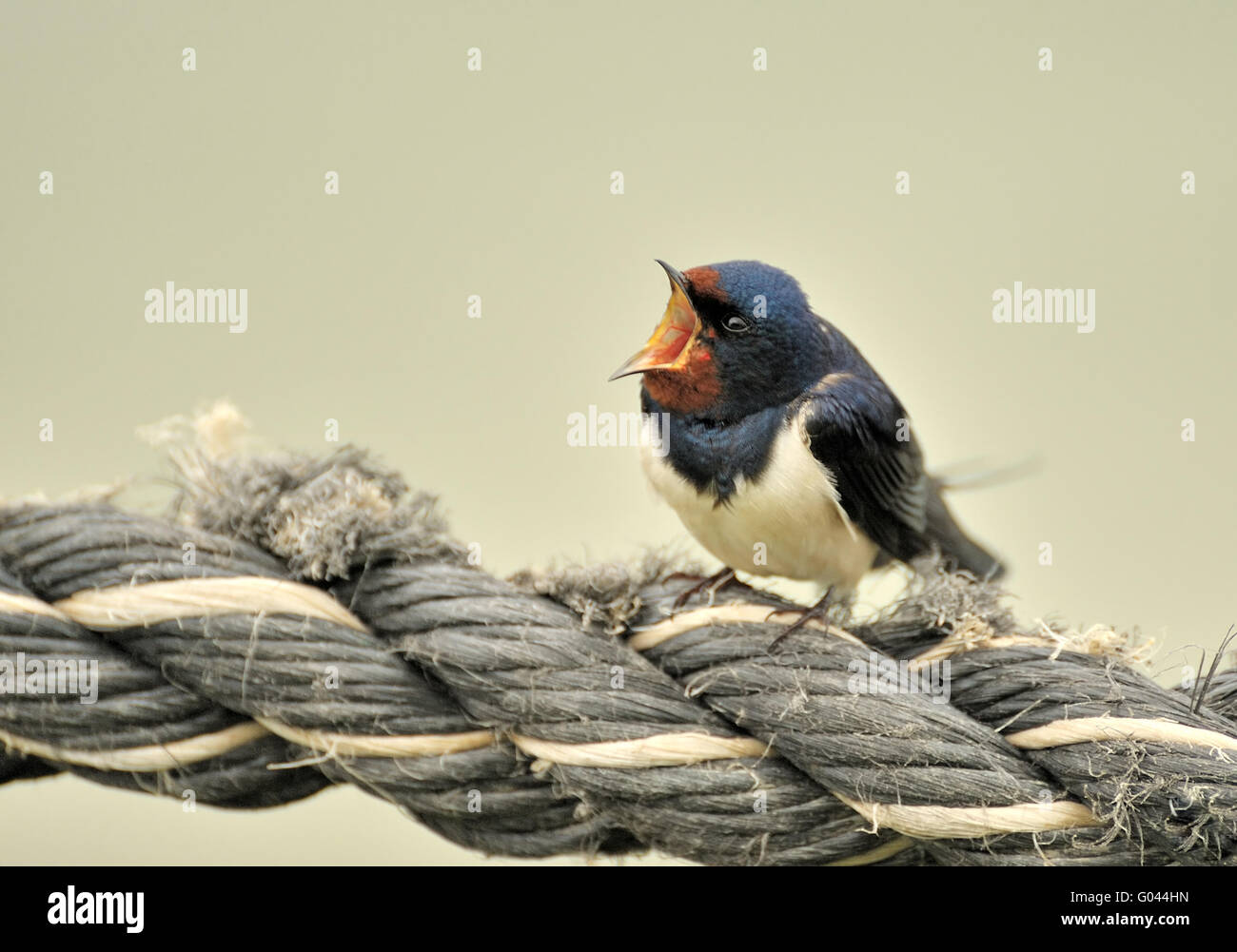 Europäische Schwalbe Stockfoto