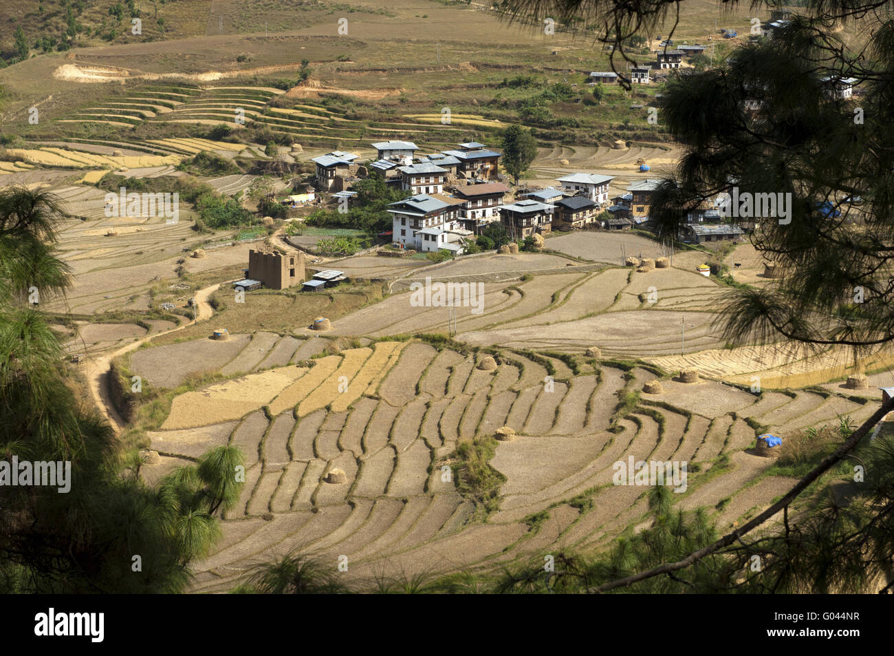 Das Dorf von Sopsokha inmitten terrassenförmig angelegten Reis Grundstück Stockfoto