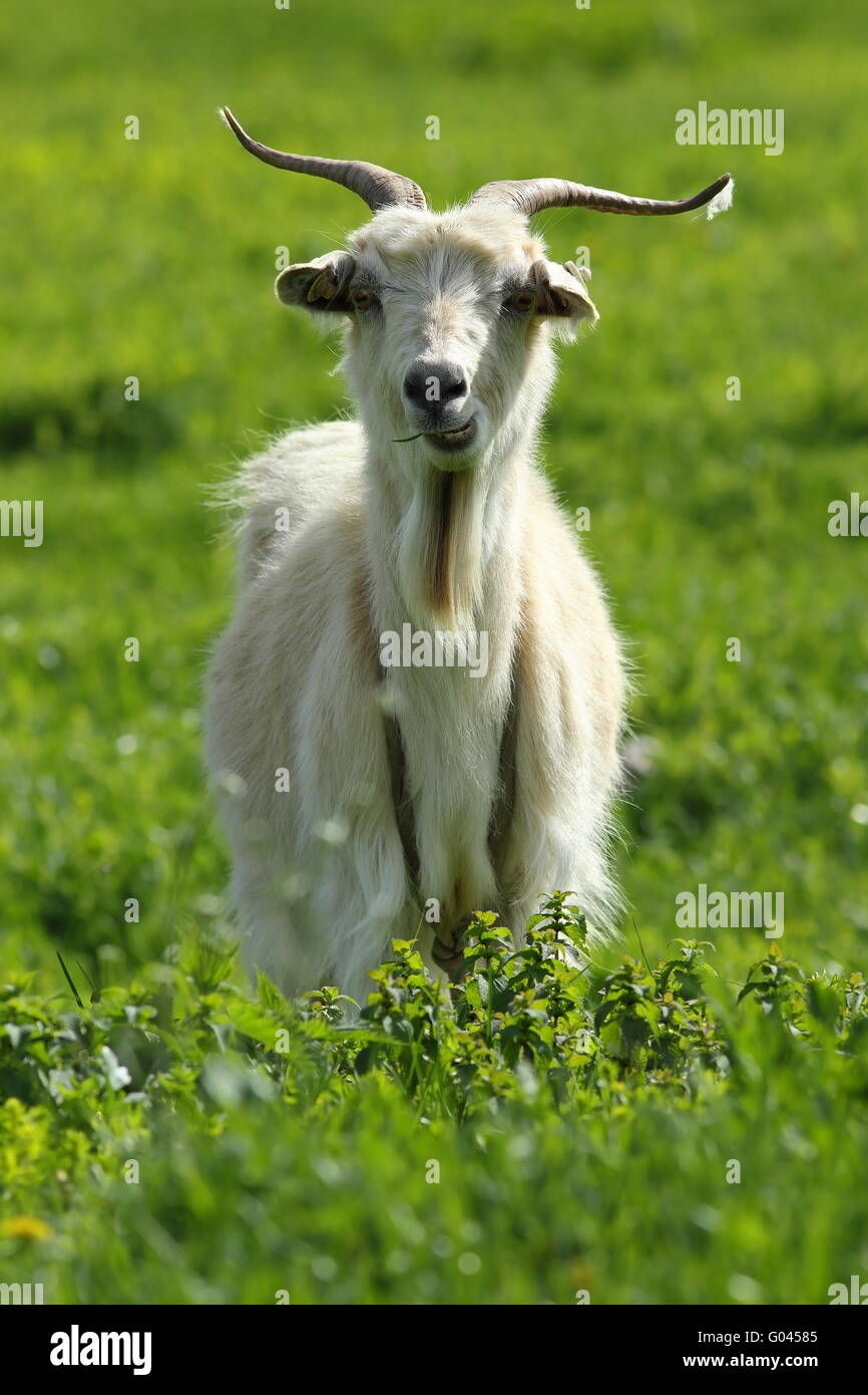 weißen Ziegenbock steht auf grünem Rasen, mit Blick auf die Kamera Stockfoto