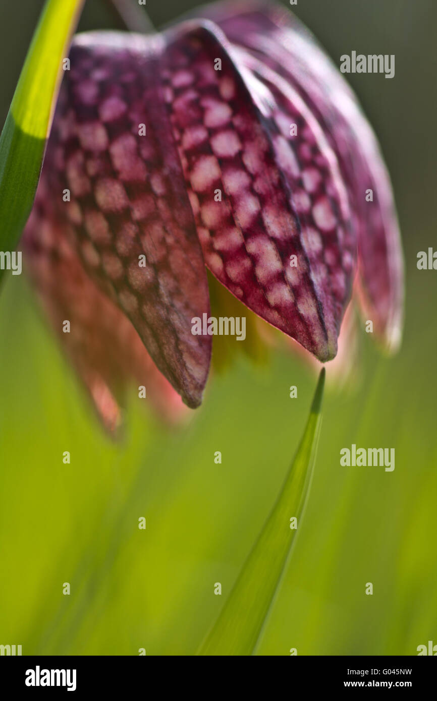 Karierte Lilie, Fritillaria Meleagris hautnah Stockfoto