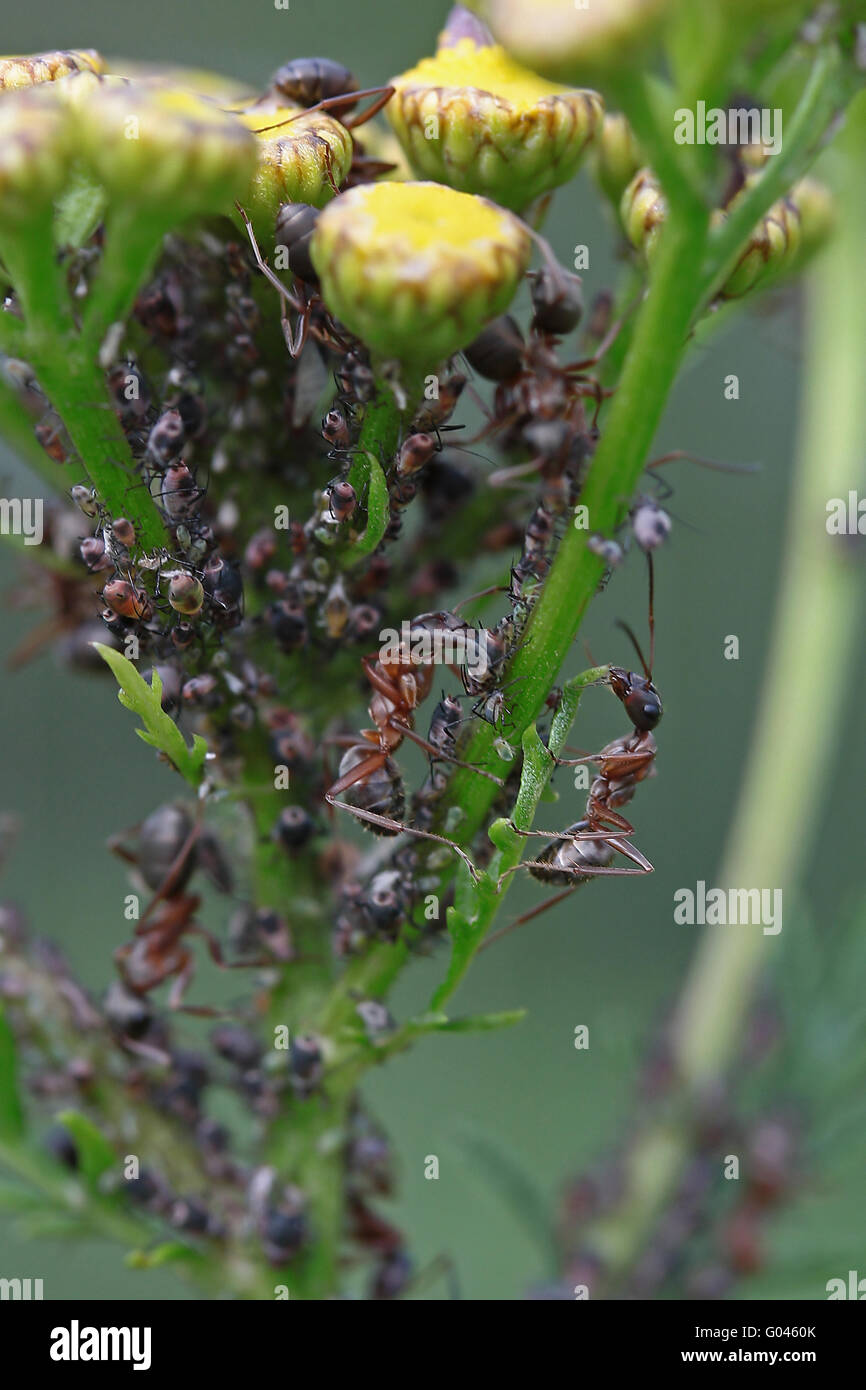Ameisen Melken Blattläuse Stockfoto
