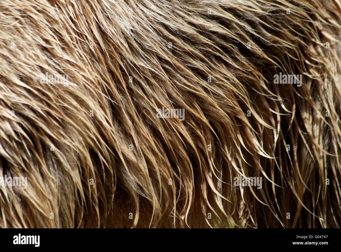 Wie Lege Ich Mir Ein Dickes Fell Zu Dicke haut -Fotos und -Bildmaterial in hoher Auflösung – Alamy