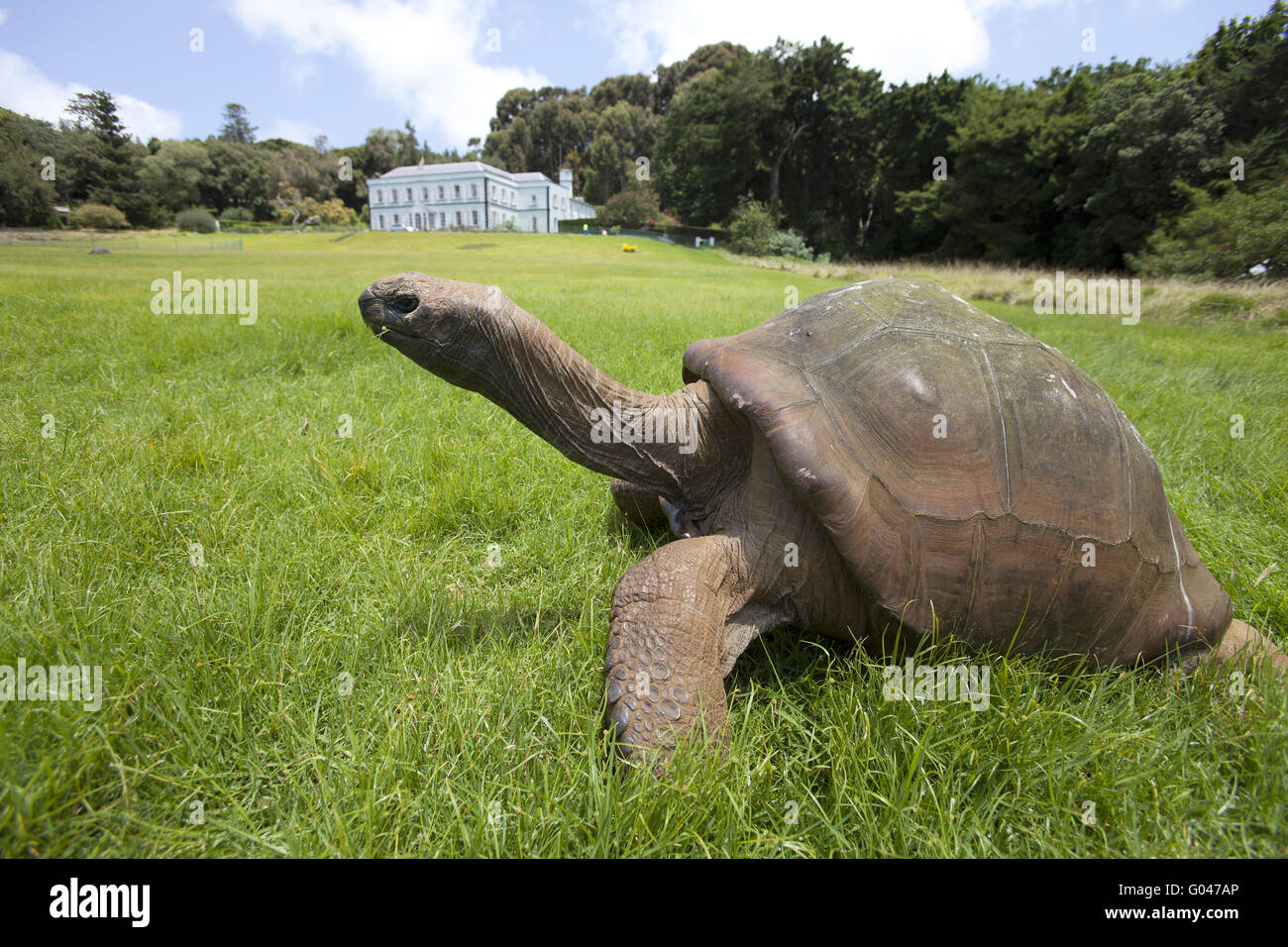 Riesenschildkröte Stockfoto