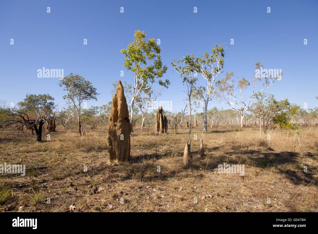 Termite Bau, Australien Stockfoto