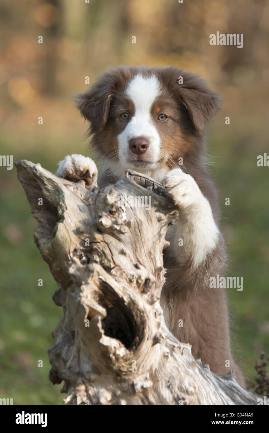 Junge Australian Shepherd auf einem Baum-Protokoll Stockfoto