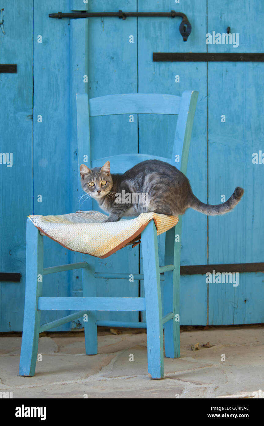 Katze, blue Tabby, auf einen blauen Stuhl, Zypern Stockfoto