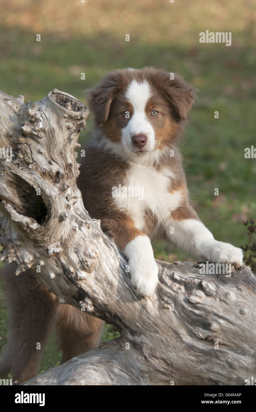 Junge Australian Shepherd, Red Tri, auf einem Baum-Protokoll Stockfoto