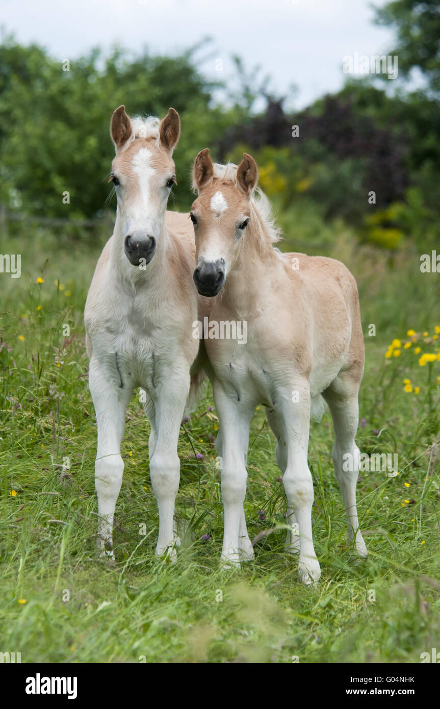Zwei Haflingerpferde, Fohlen, nebeneinander Stockfoto