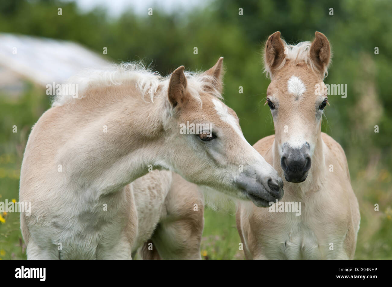 Zwei Haflingerpferde, Fohlen, nebeneinander Stockfoto