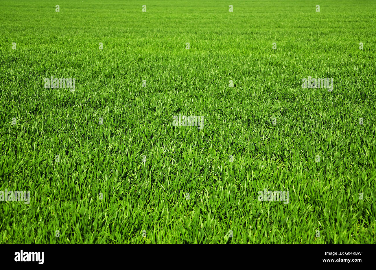 Hintergrund, bestehend aus saftigen grünen Rasen auf die Stockfoto