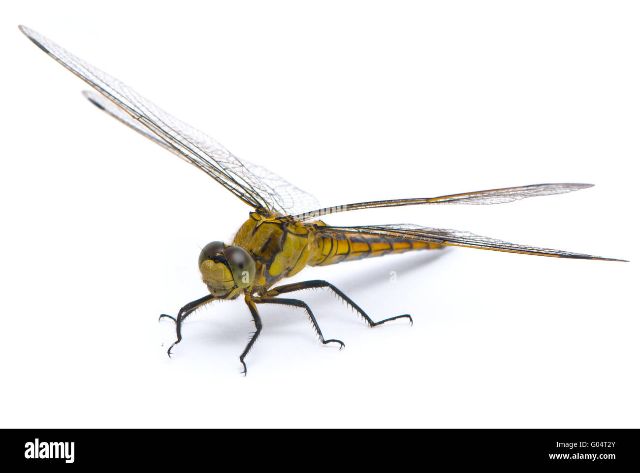 Orthetrum Cancellatum. Weibliche schwarz-angebundene Abstreicheisen Libelle auf weißem Hintergrund. Stockfoto