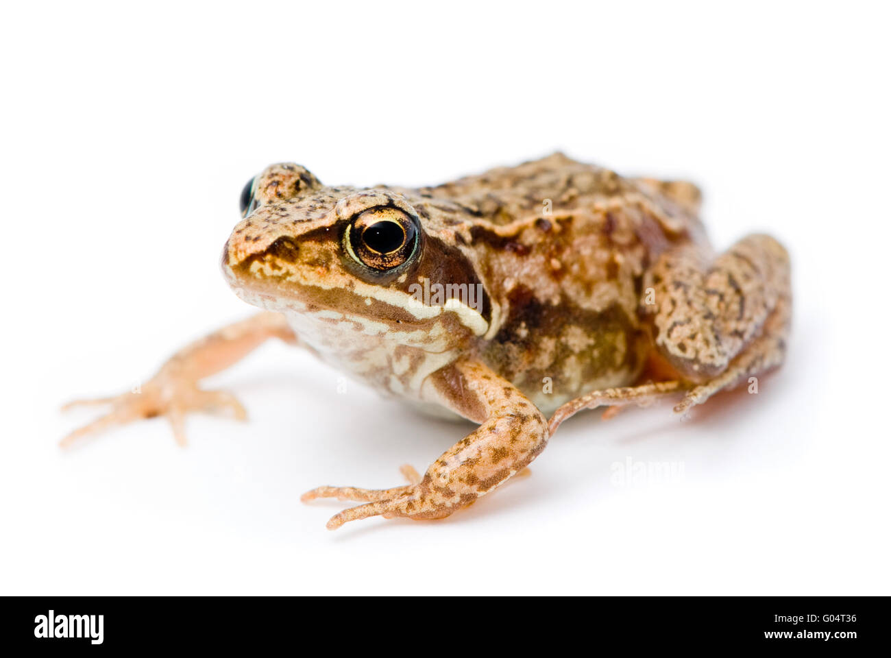 Rana Temporaria. Kleinen Grasfrosch auf weißem Hintergrund. Stockfoto