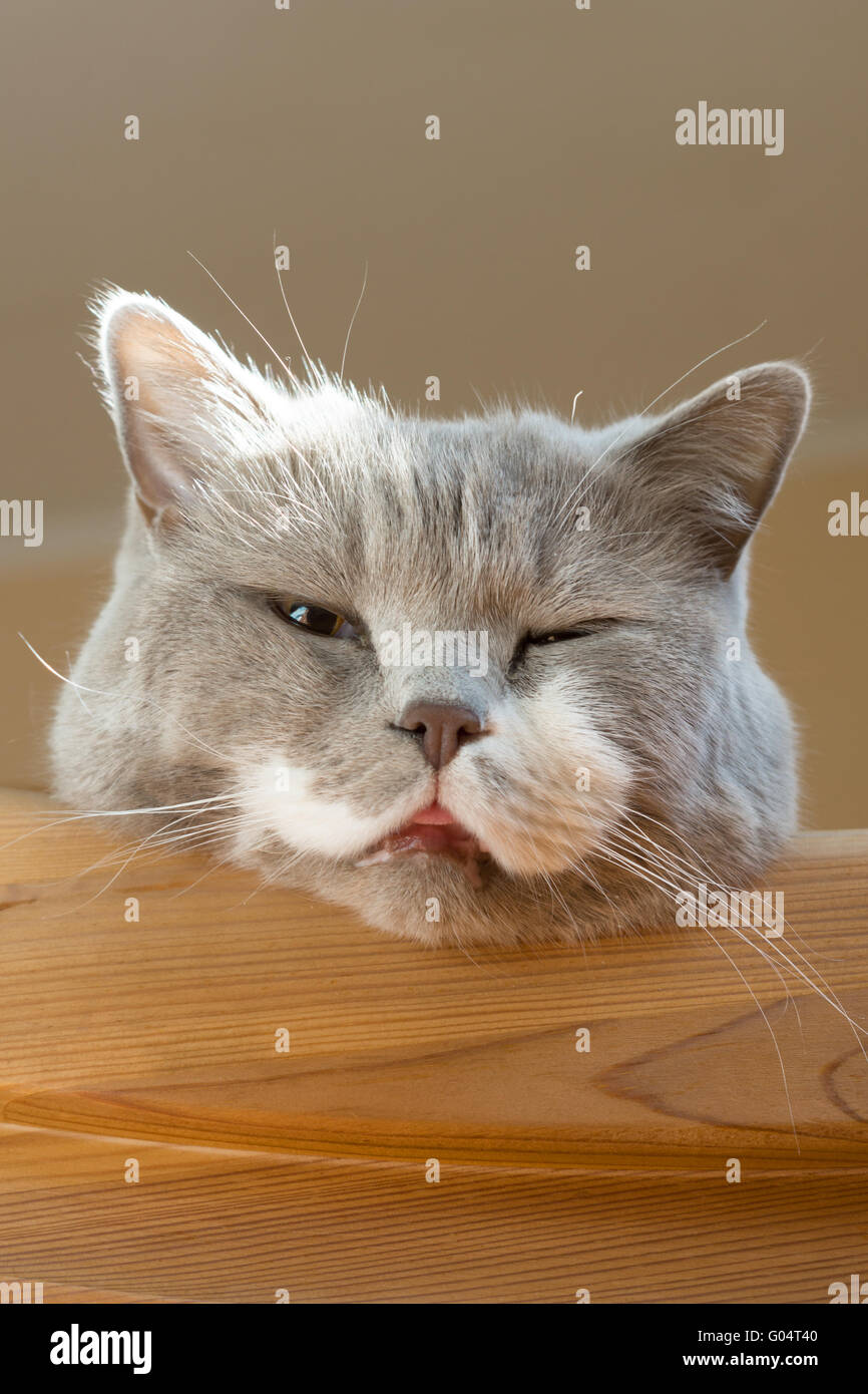 Britisch Kurzhaar Katze wacht nach der Narkose Stockfoto