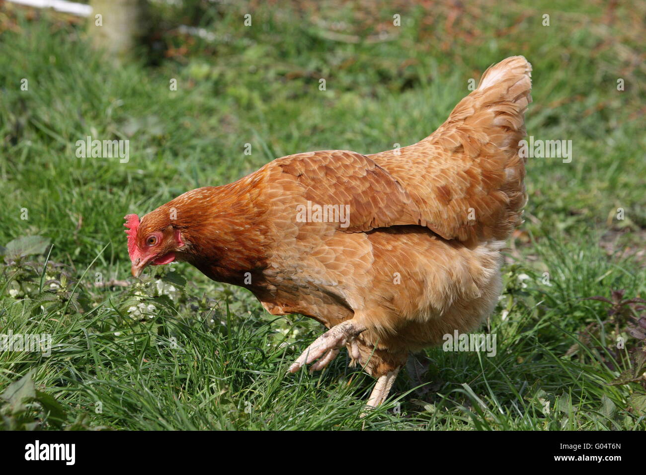 Rhode Island Red Hen, Ganzkörper, Rasen behind.free Sortiment, Geflügel, Vogel Stockfoto