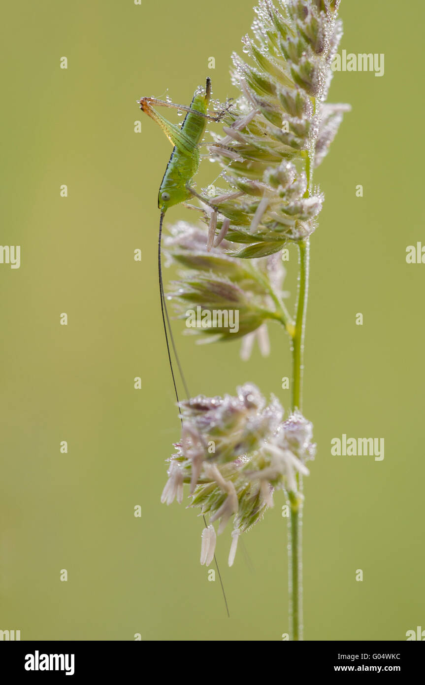 Große grüne Bush-Cricket (Tettigonia Viridissima), Stockfoto