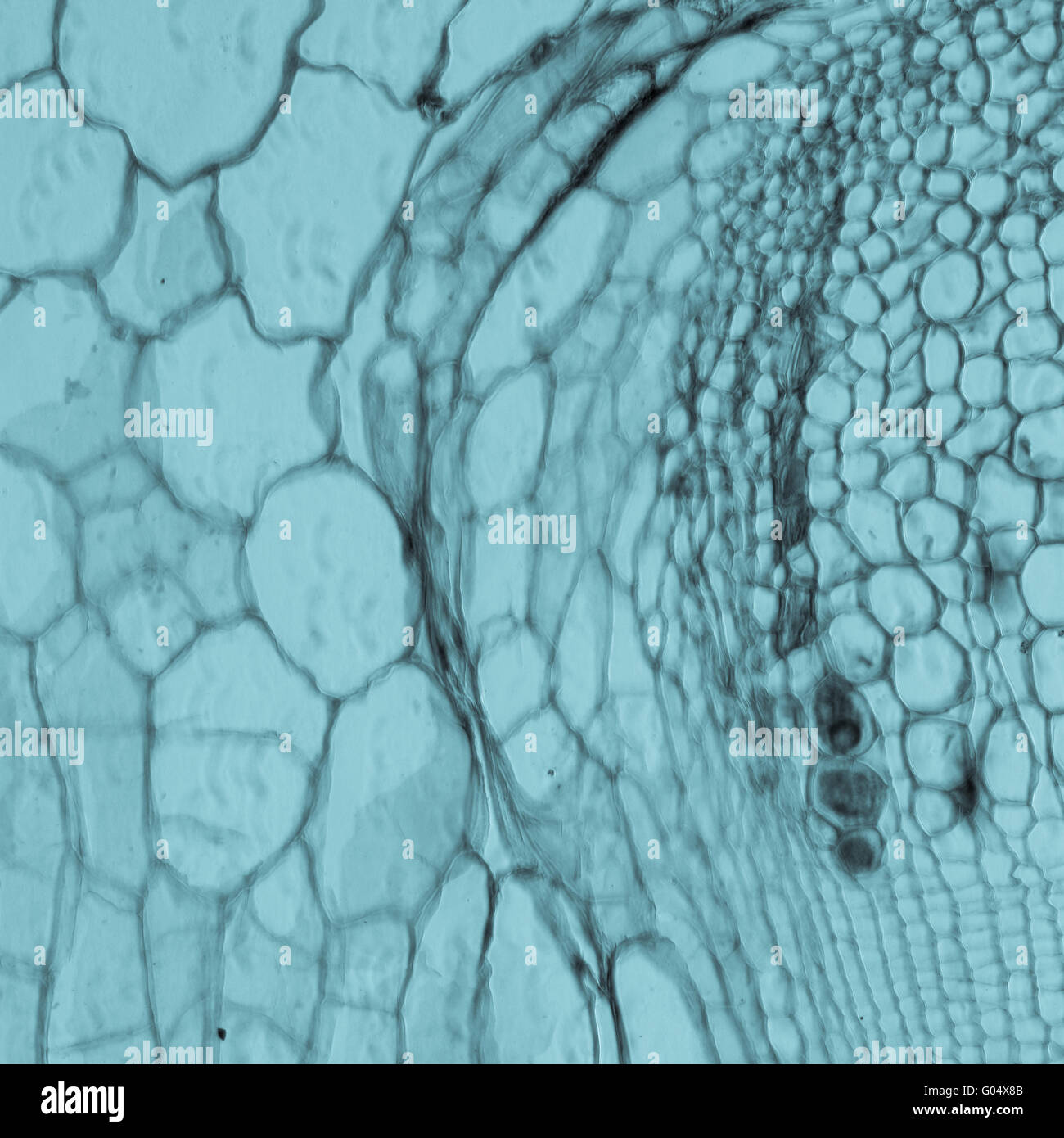 Mikroskopie Schliffbild Pflanzengewebe, Stiel des Kürbis Stockfoto
