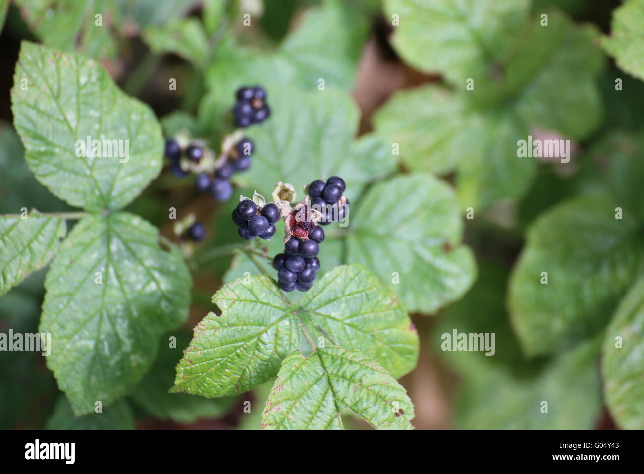 Europäische Kratzbeere (Rubus Caesius) Früchte. Stockfoto