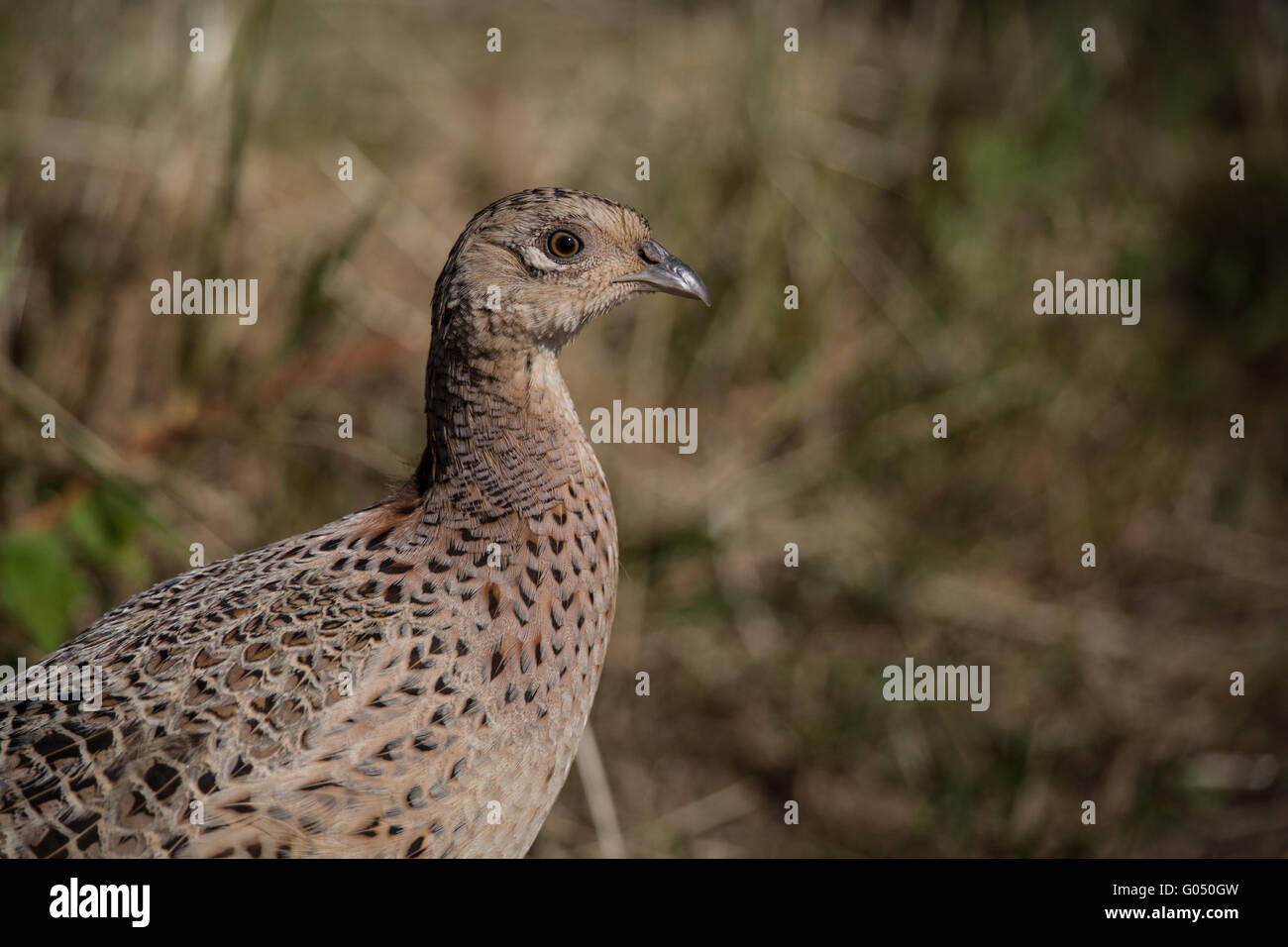 wildes Spiel Vogel, weiblichen Fasan (Phasianus Colchicus) 2 Stockfoto